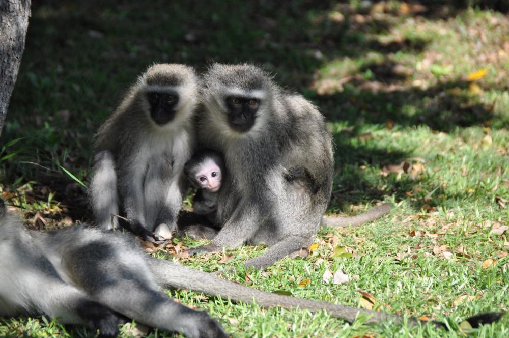 Killer Monkeys