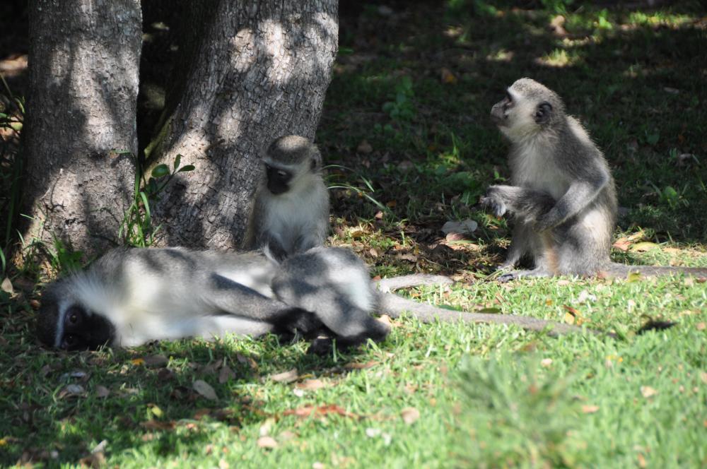 More Killer Monkeys